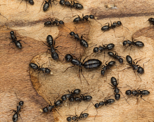 Capenter Ants