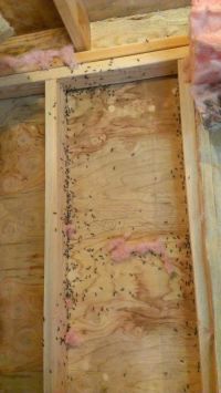 Carpenter Ants Behind Insulation
