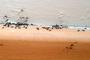 Pest Home Inspection