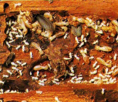 Wood Termites